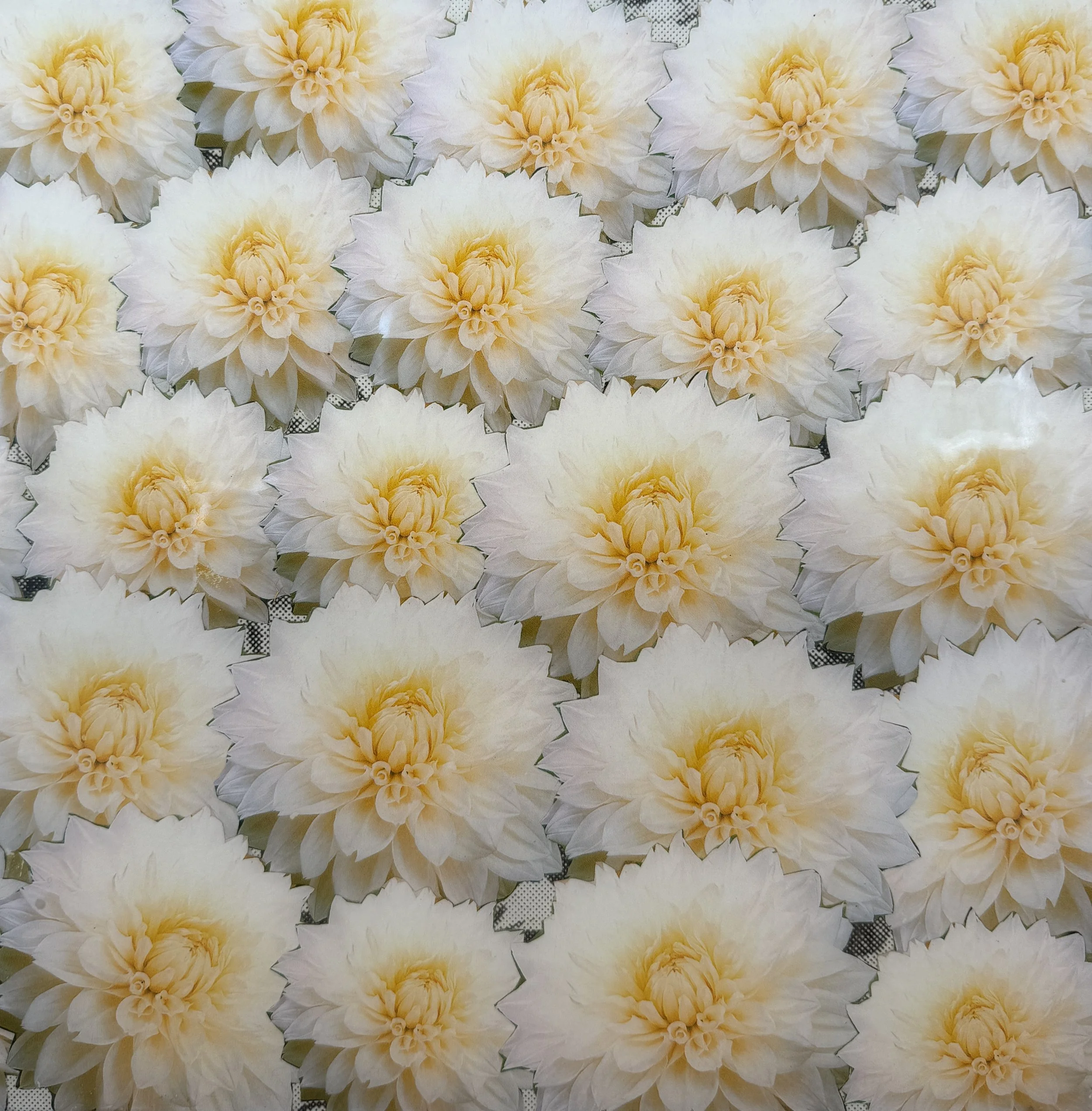   PETER DAYTON   White Dalias , 2004 Pigment Print Collage on Canvas 12 x 12 in. 
