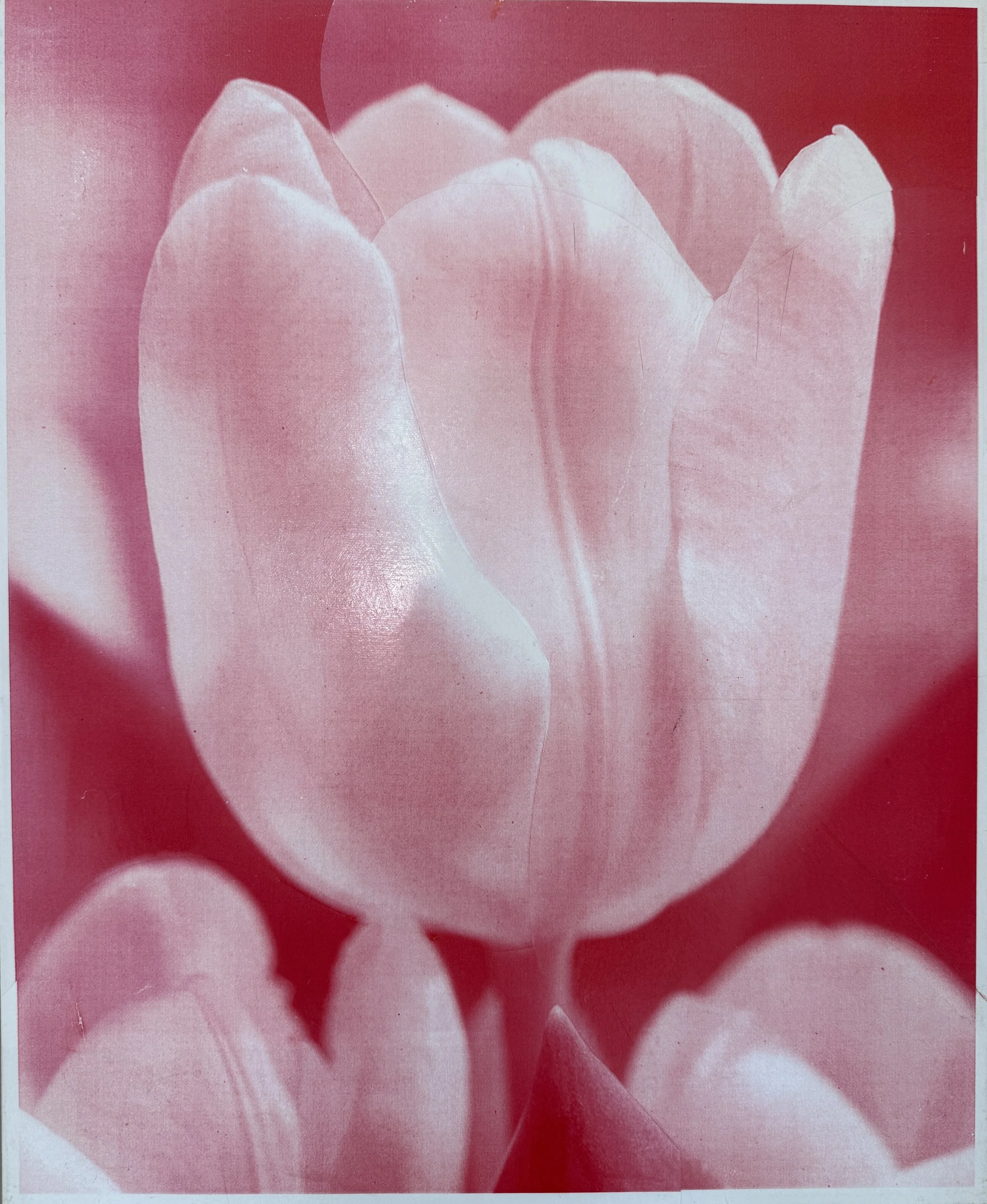   PETER DAYTON   Pink Tulip , 2010 Xerox Collage on Canvas 20 x 16 in. 