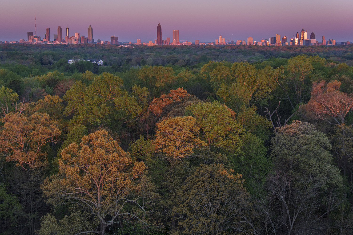 001_Forest and downtown.jpg