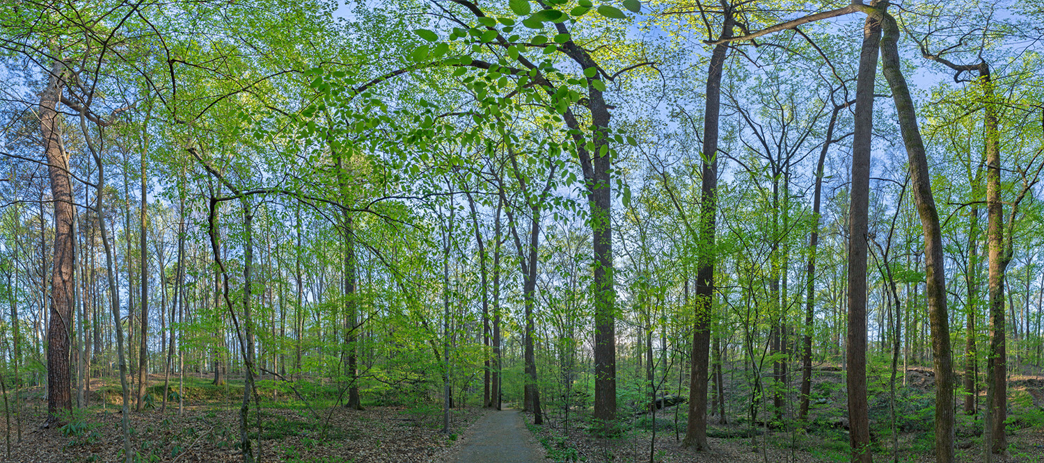 014_Forest Panoramic3:30:16.jpg