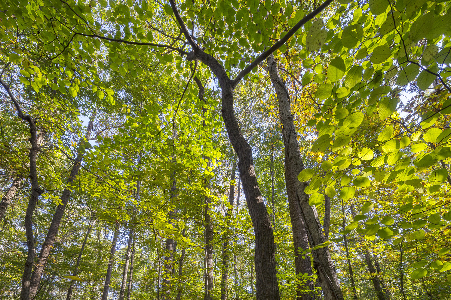 Peter EssickFernbank Forest