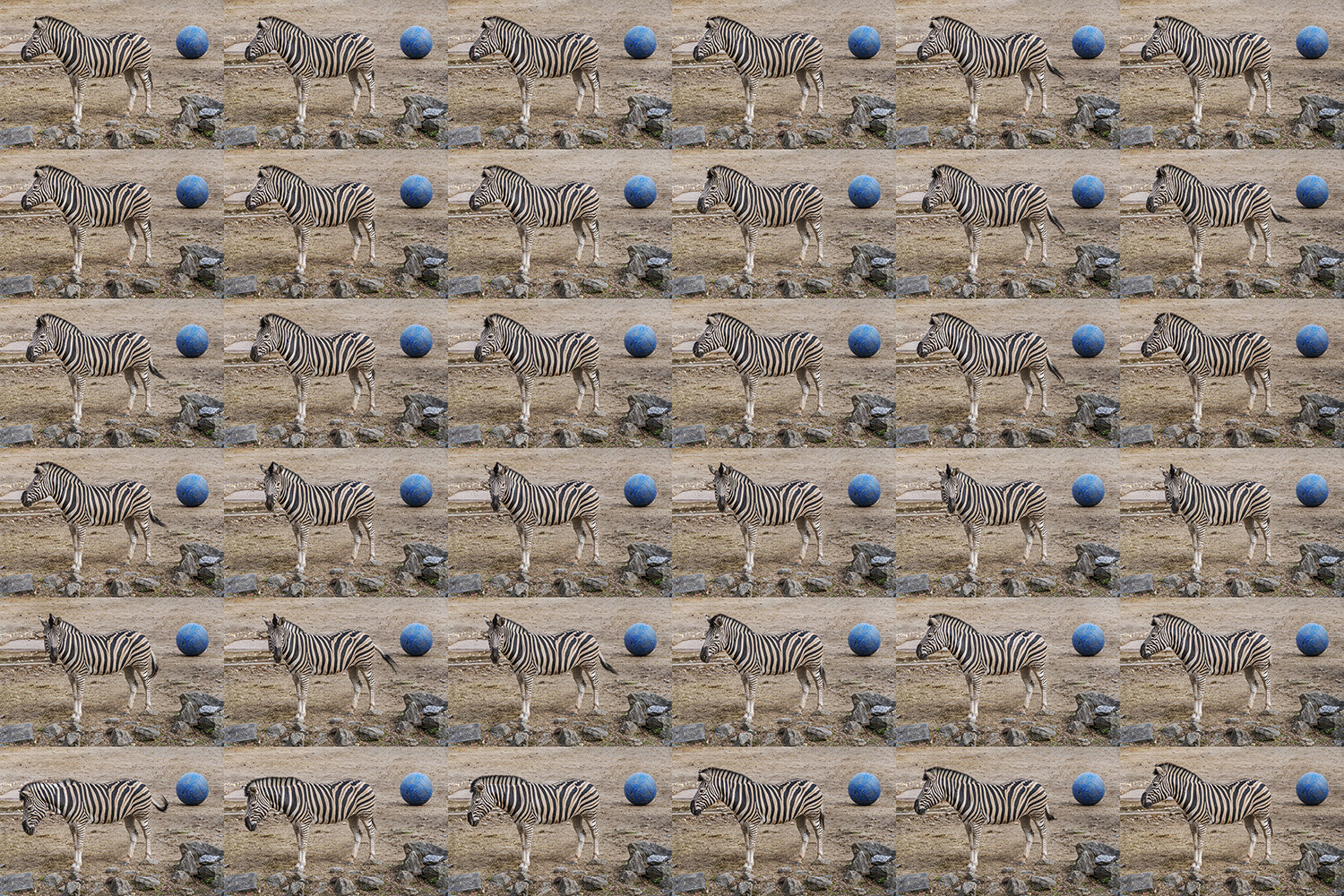 Zoo Zebra X 36 copy.jpg