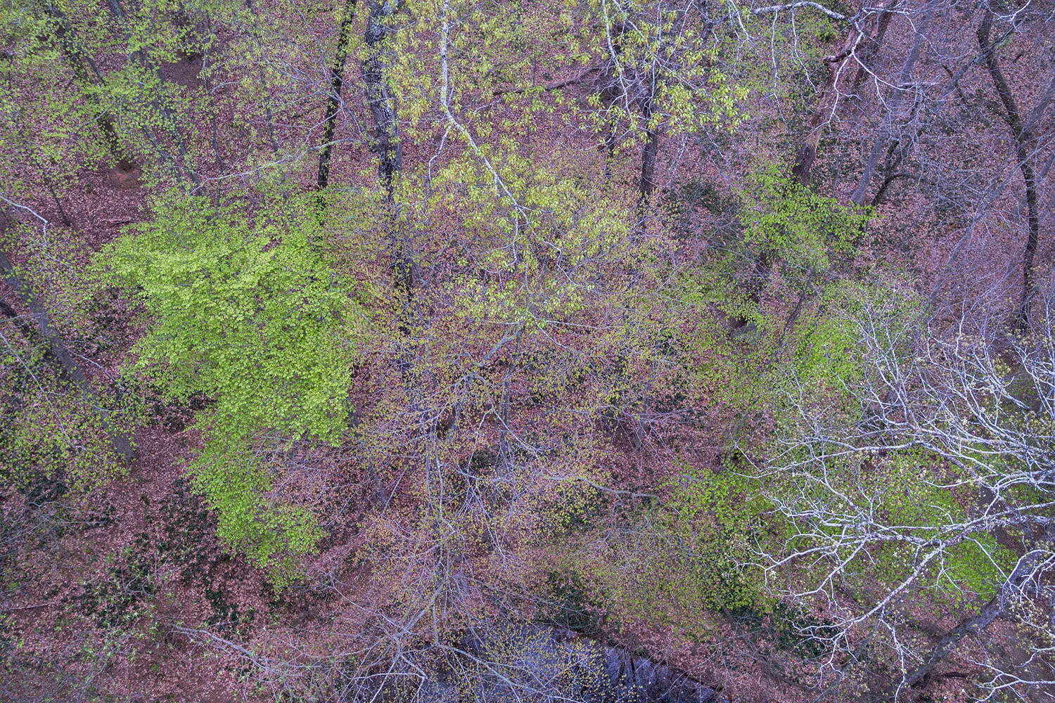 Peter EssickFernbank Forest