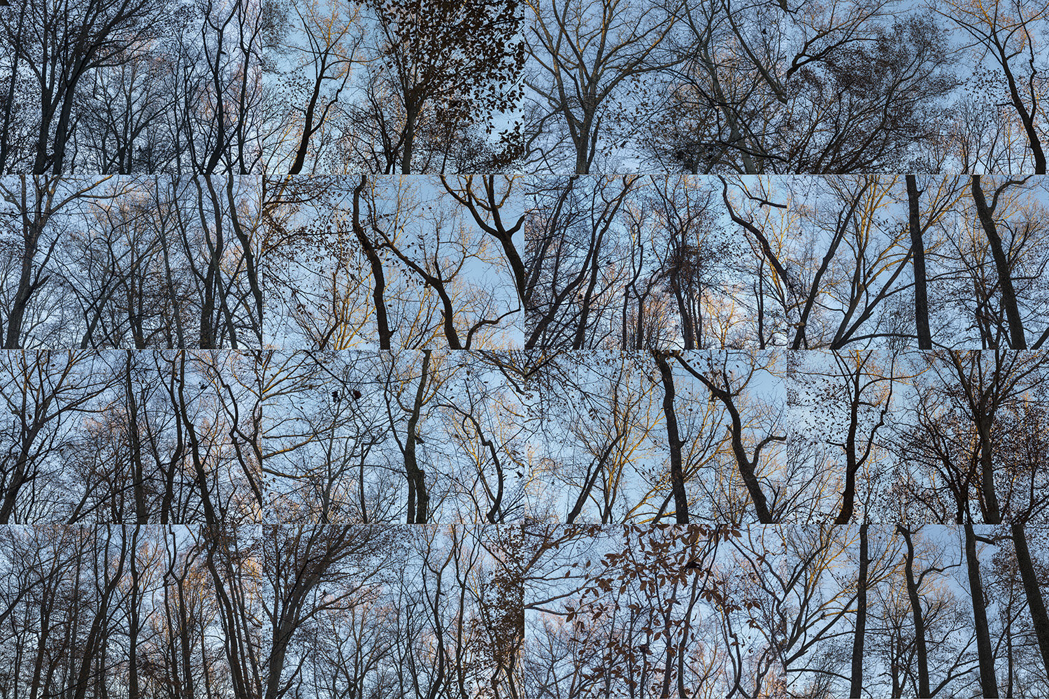 Fernbank Trees 12-5-15 X 16.jpg