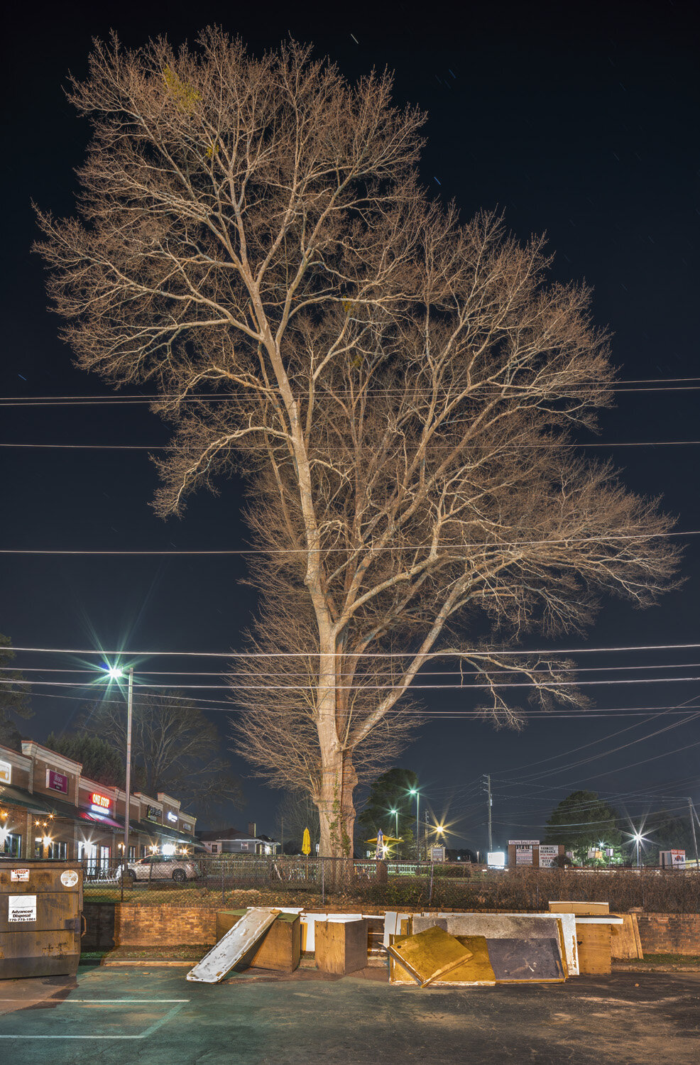 Water Oak #1, Lilburn, Georgia, 2021.jpg