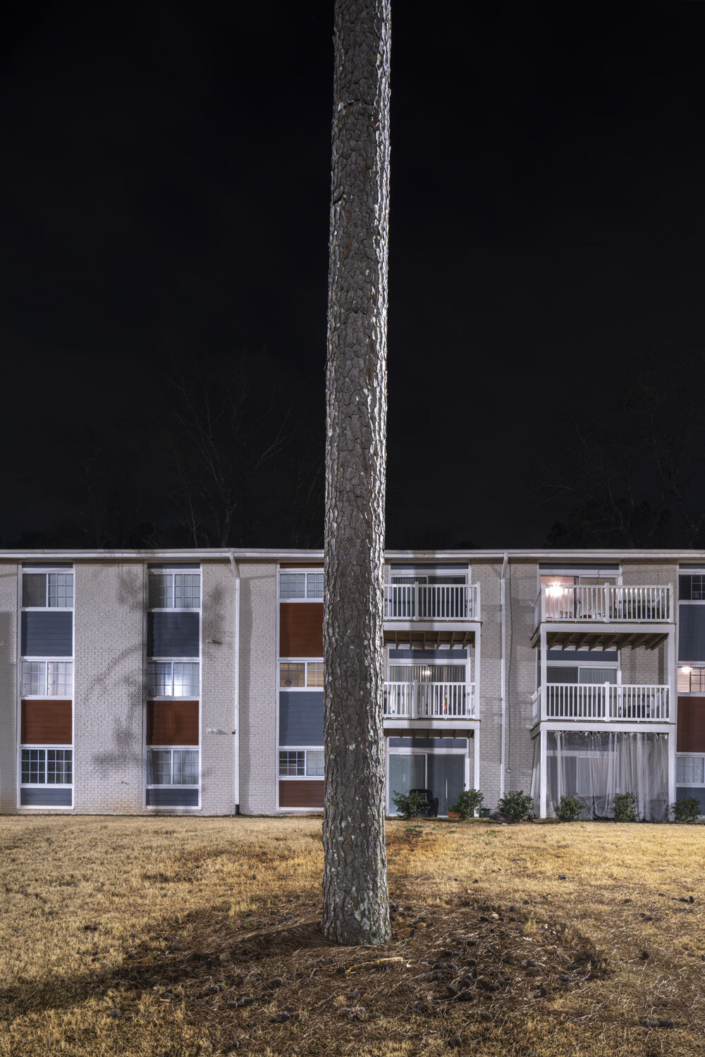 Loblolly Pine #3, Decatur, Georgia, 2021.jpg
