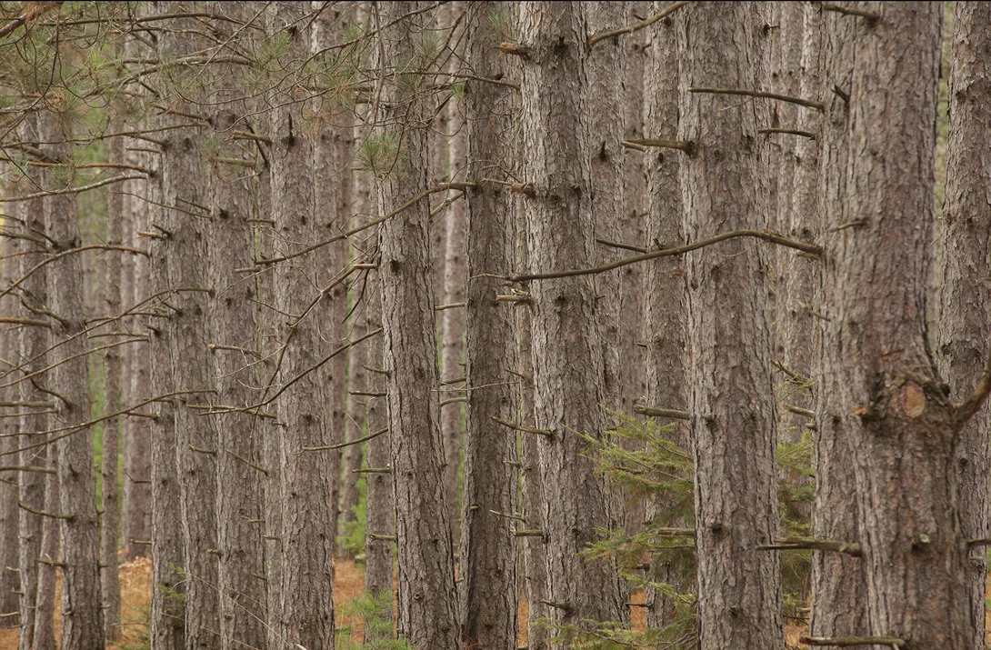 Manistee National Forest