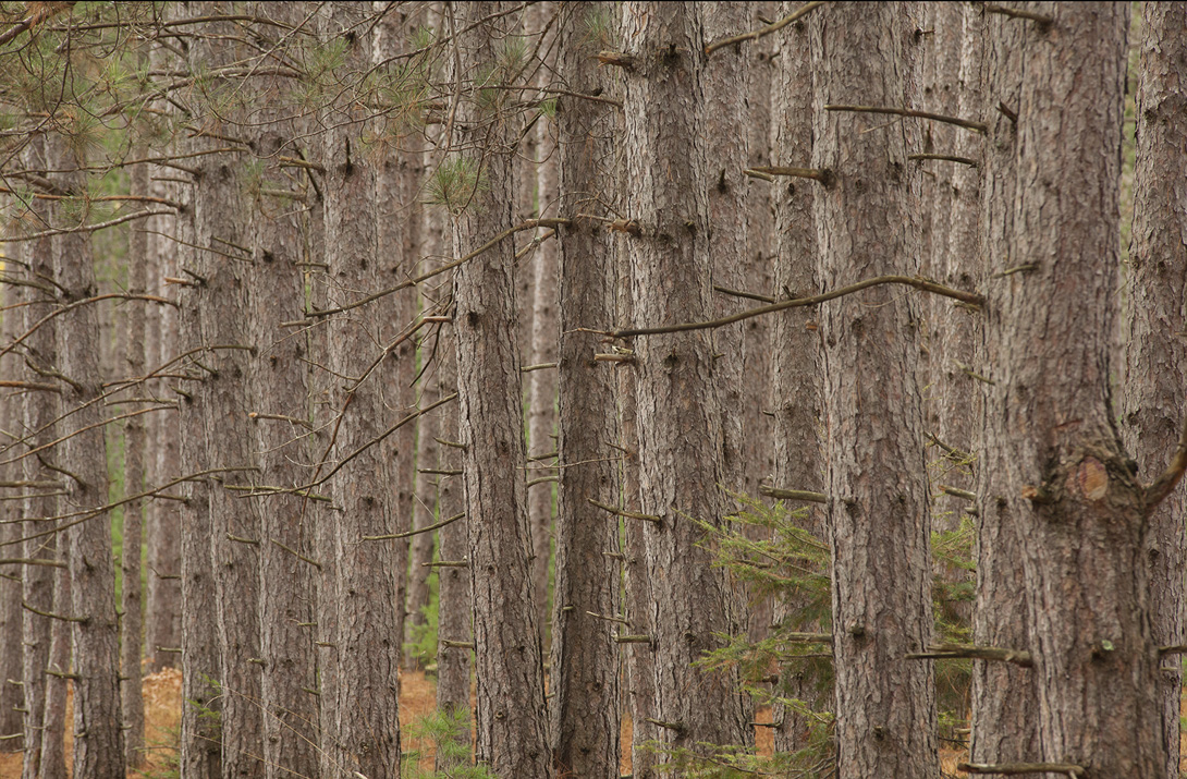 Manistee National Forest