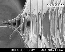 Pressure sensitive adhesives generate adhesive strength by fibrillation. If fibrillation is suppressed, easy release on certain surfaces can be promoted. Image credit: Ken Lewtas.