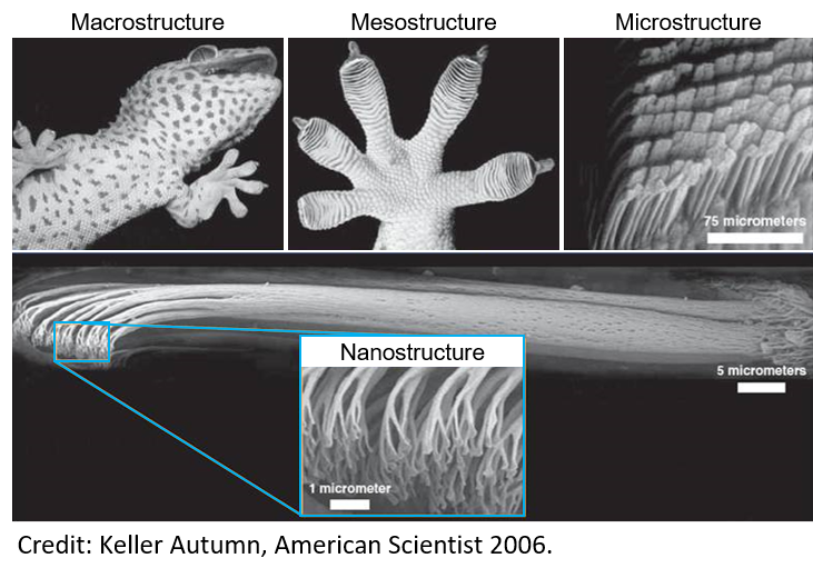Like many biological materials, gecko toe pads show a hierarchical structure. This type of structure, with different features on different length scales, is useful for a number of reasons. For adhesion, there is an immense contact area to magnify weak forces between the spatulae tips and microscopic contours on surfaces. The multiple contact points also give robust adhesion on contaminated surfaces. The hierarchical structure is also self-cleaning between water droplets cannot penetrate the dense setal forest. Perhaps most impressively, it is also resistant to bacteria. Image modified from 2006 American Scientist paper by Keller Autumn.
