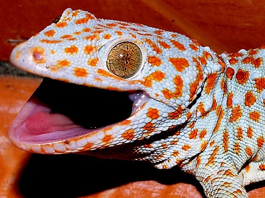 In addition to being nature’s greatest climbers, geckos are also among her most photogenic.