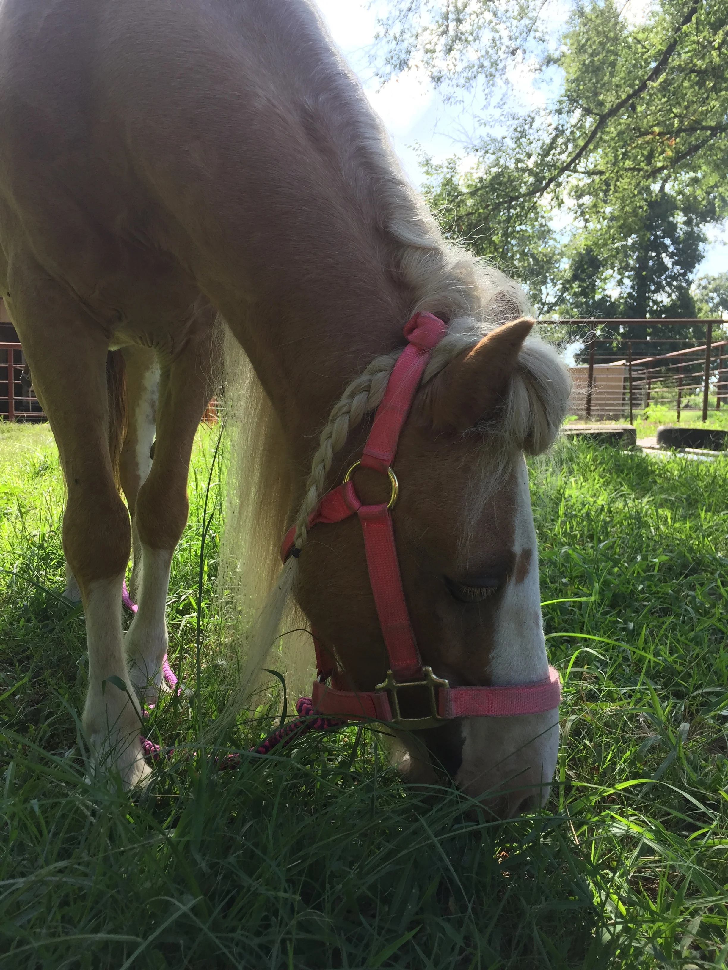 Grace, our beautiful blind pony