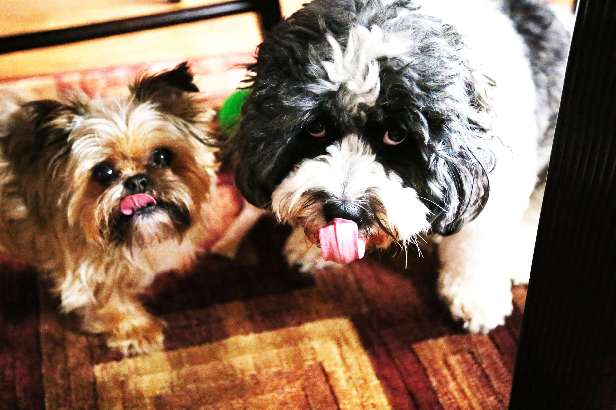 Tongues-high_contrast.jpg
