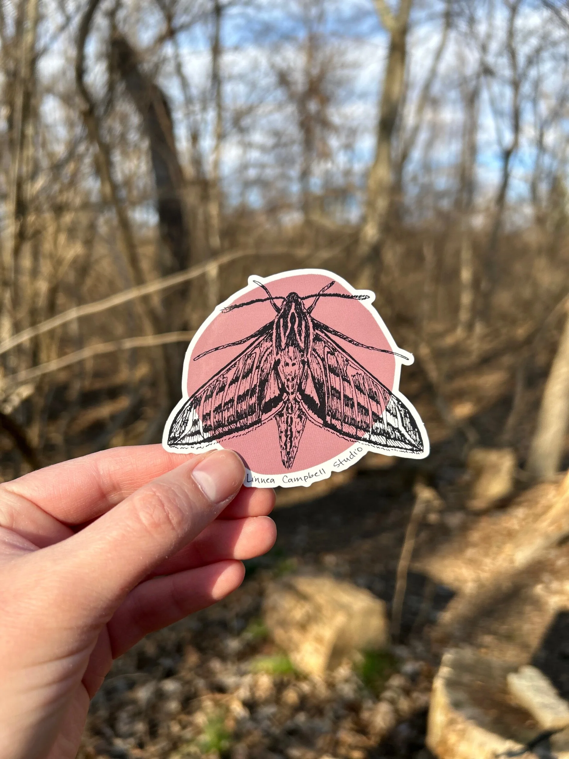 Sphinx Moth Sticker