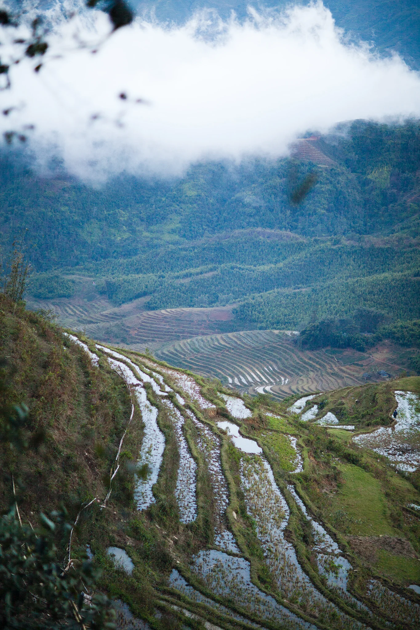 Sapa