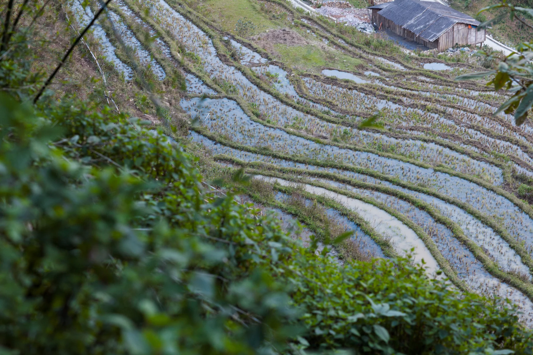 Sapa