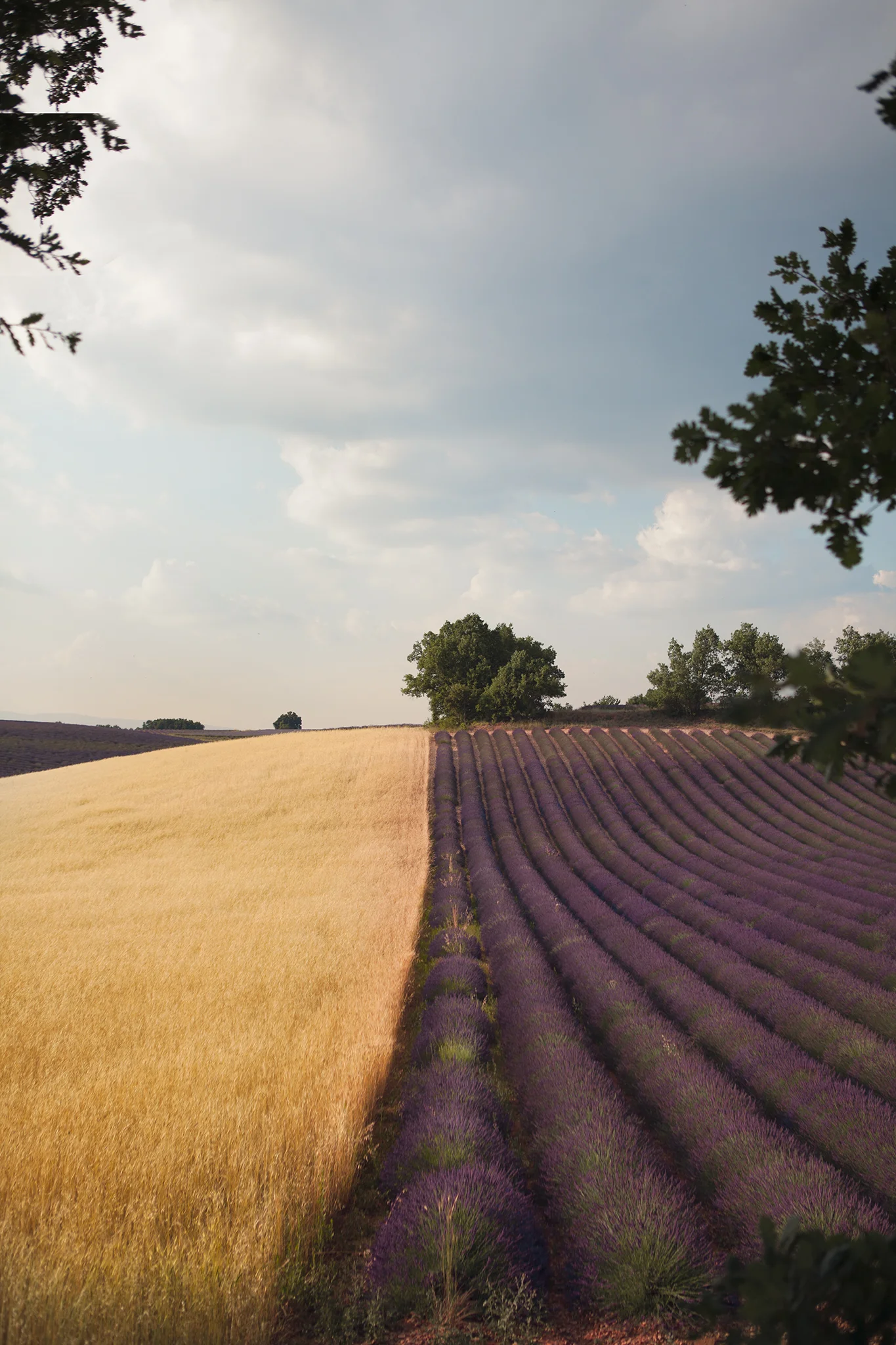 Valensole, Provence