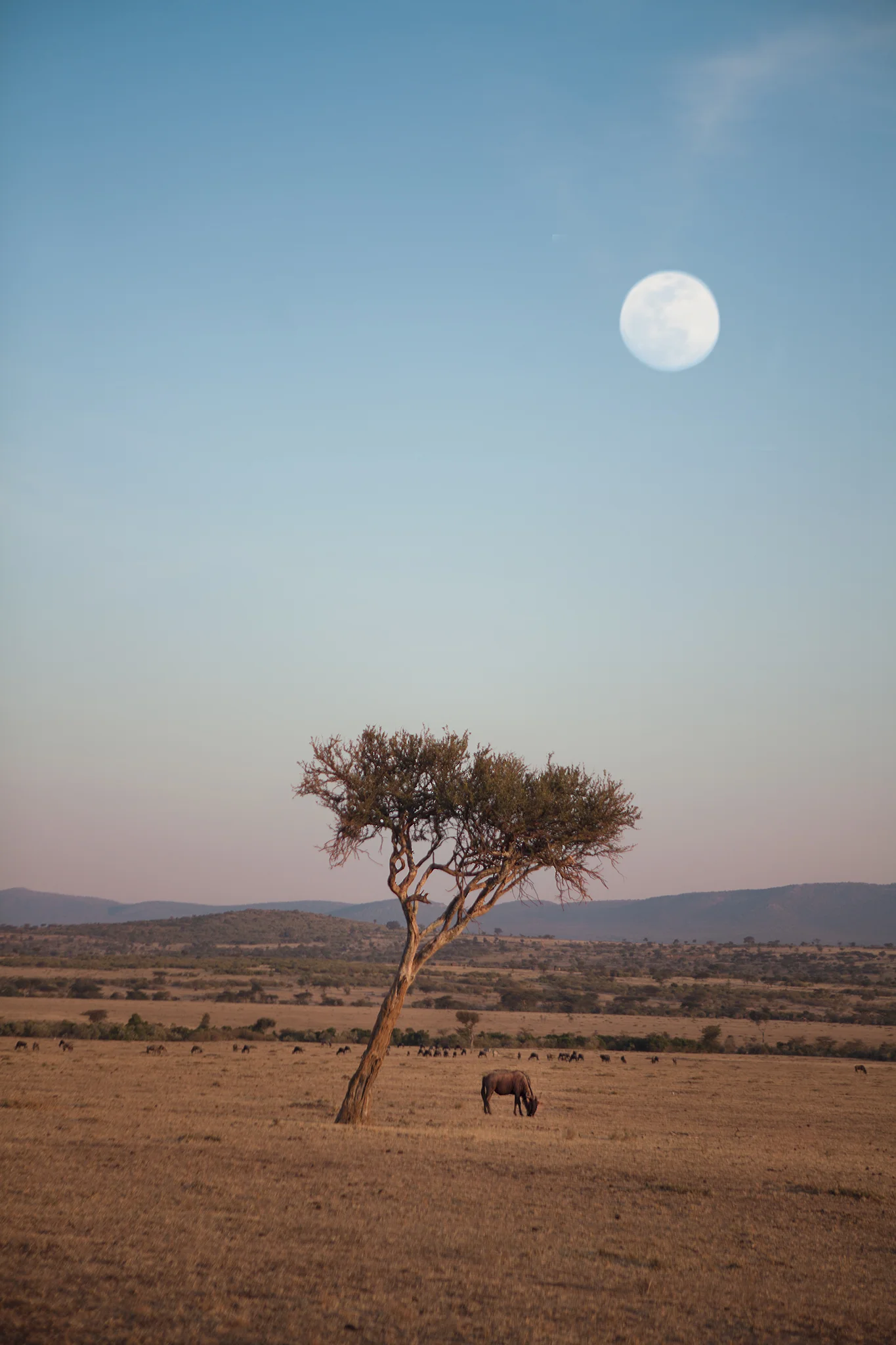 TD-Kenya279LR.jpg