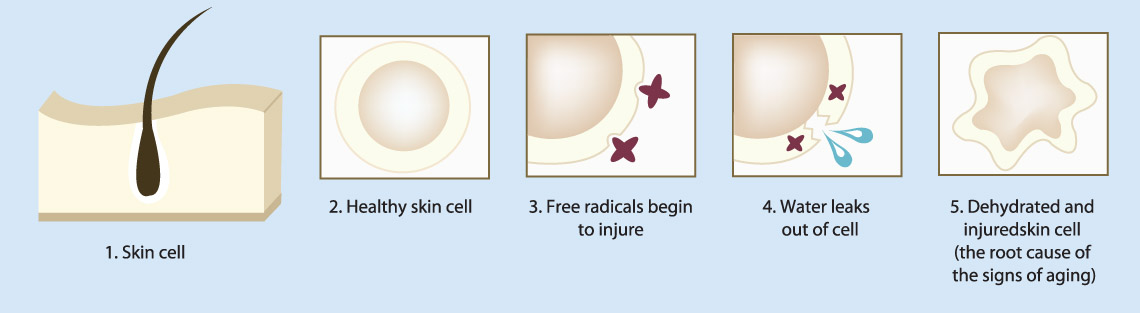 Acupuncture and facial rejuvenation acupuncture helps to restore the integrity of your cells