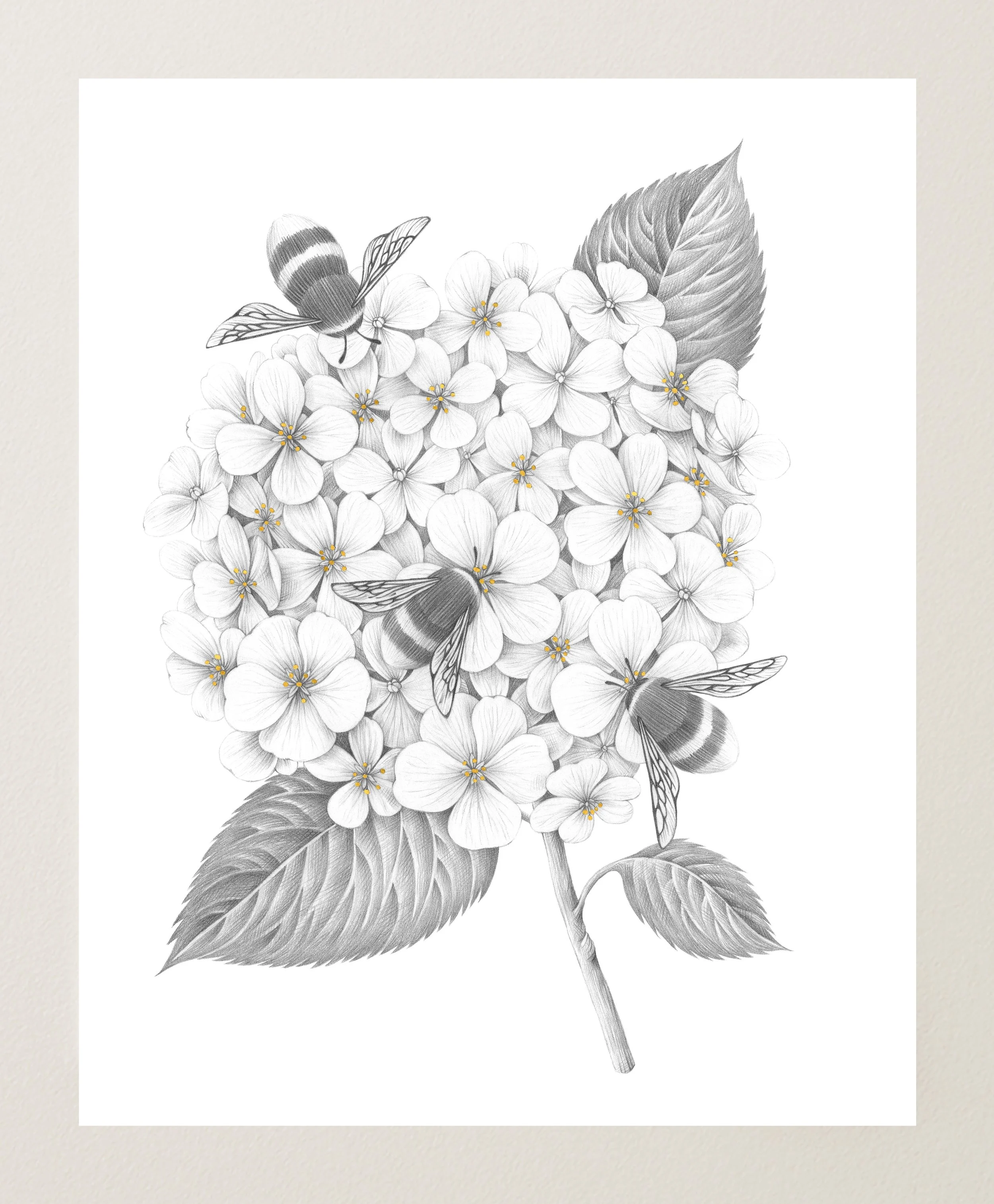 Hydrangeas and Bumblebees