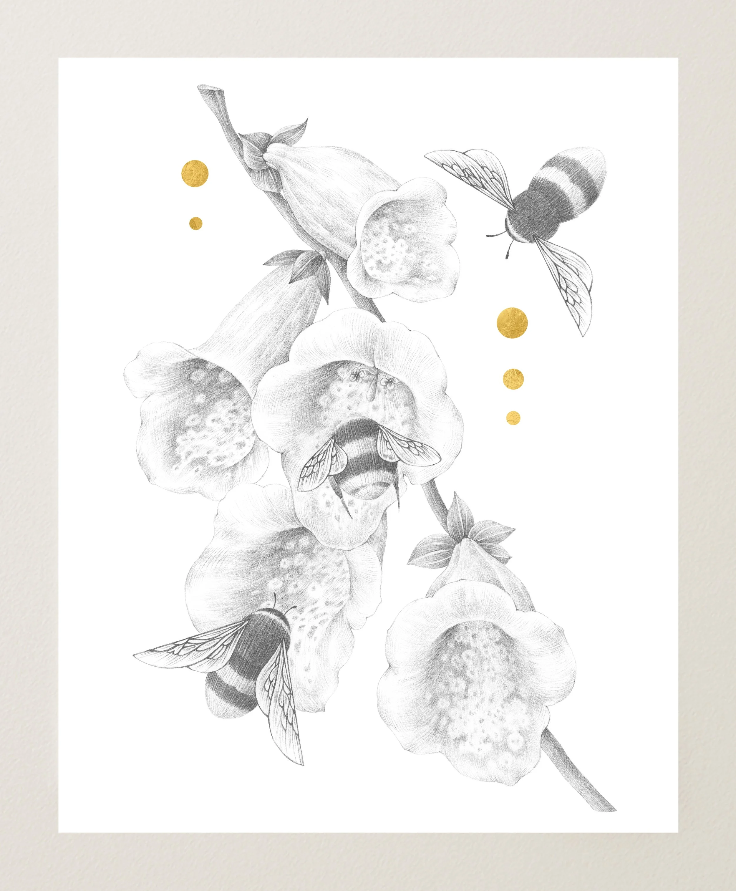 Foxgloves and Bumblebees