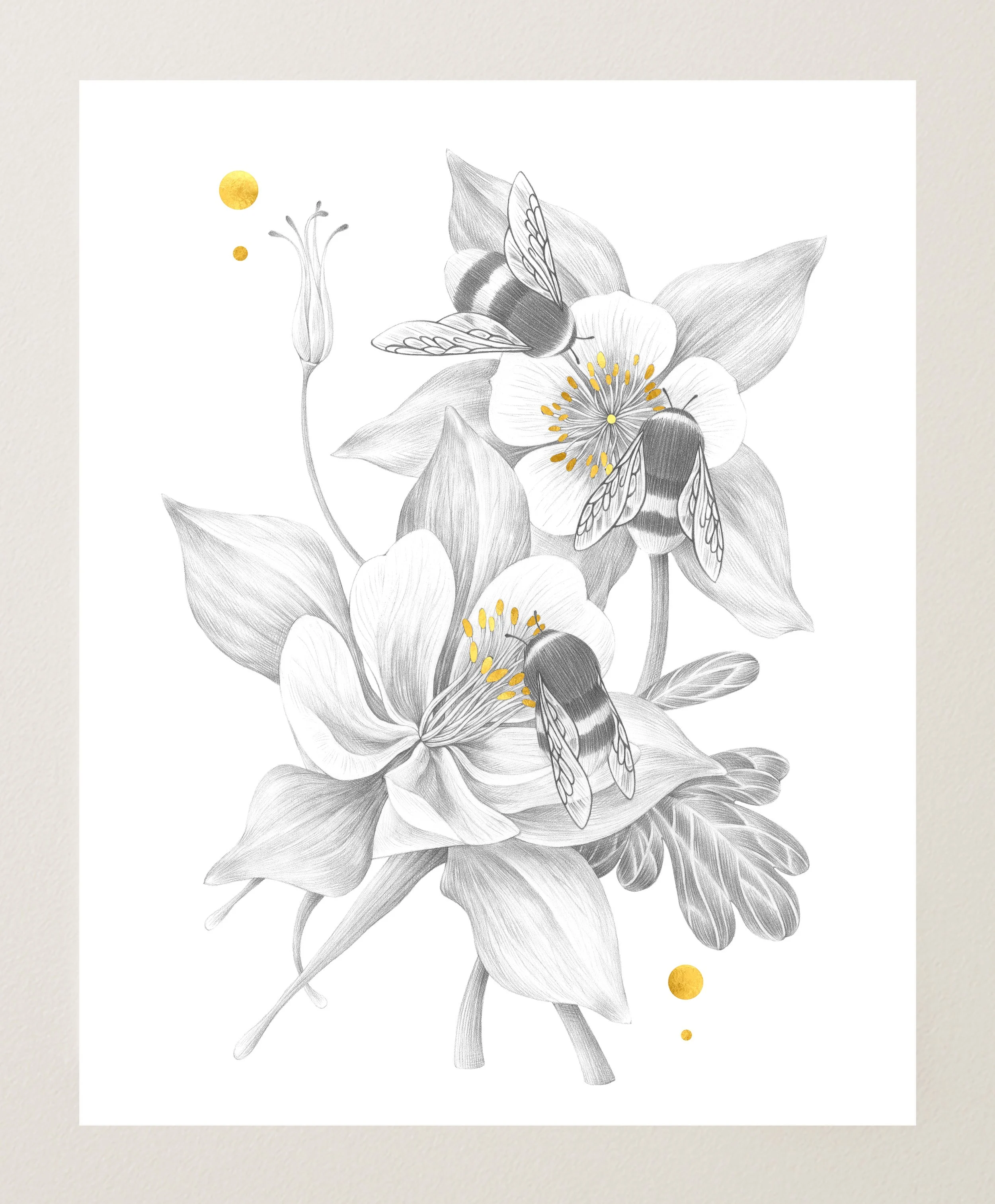 Columbines and Bumblebees