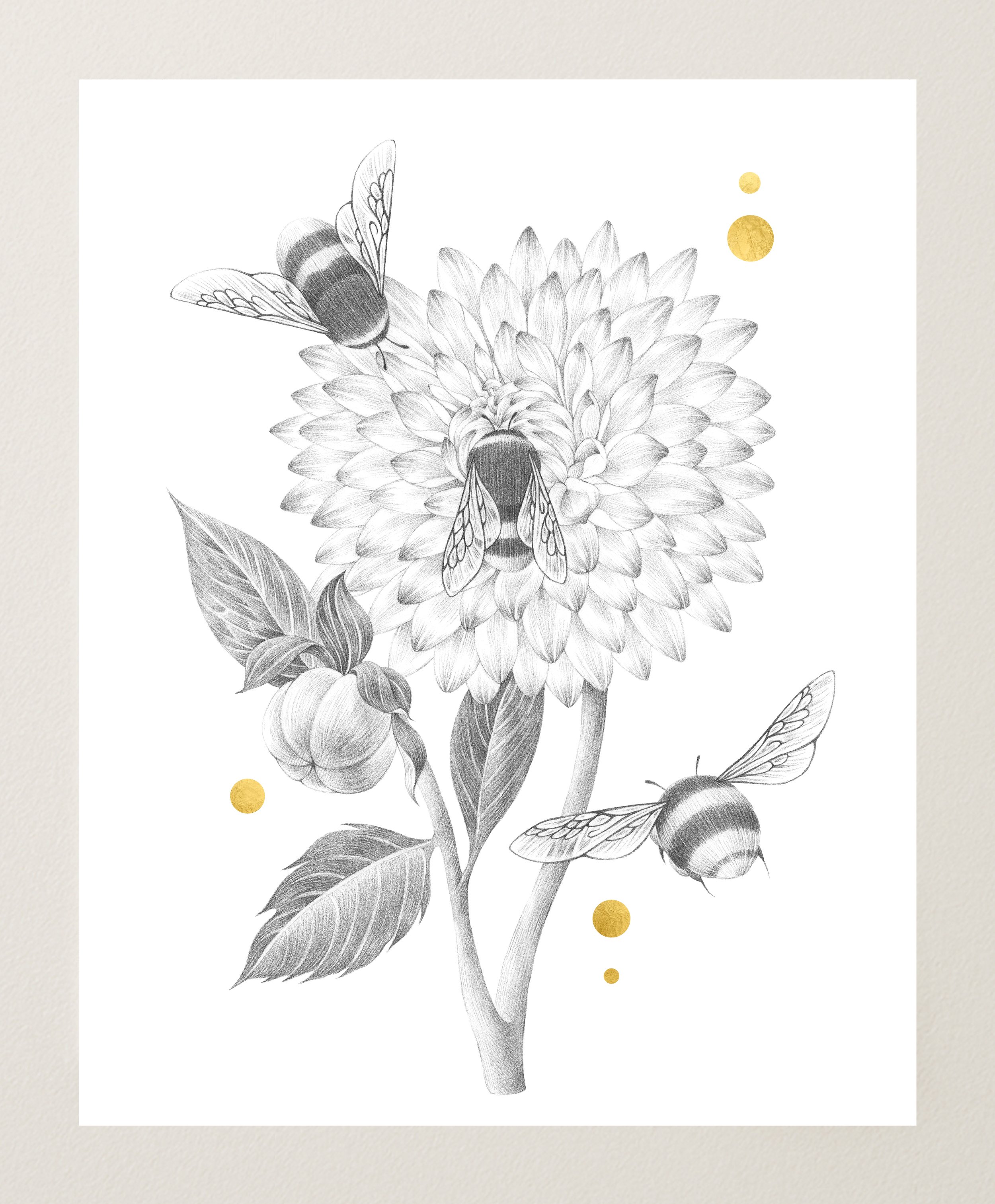 Chrysanthemums and Bumblebees