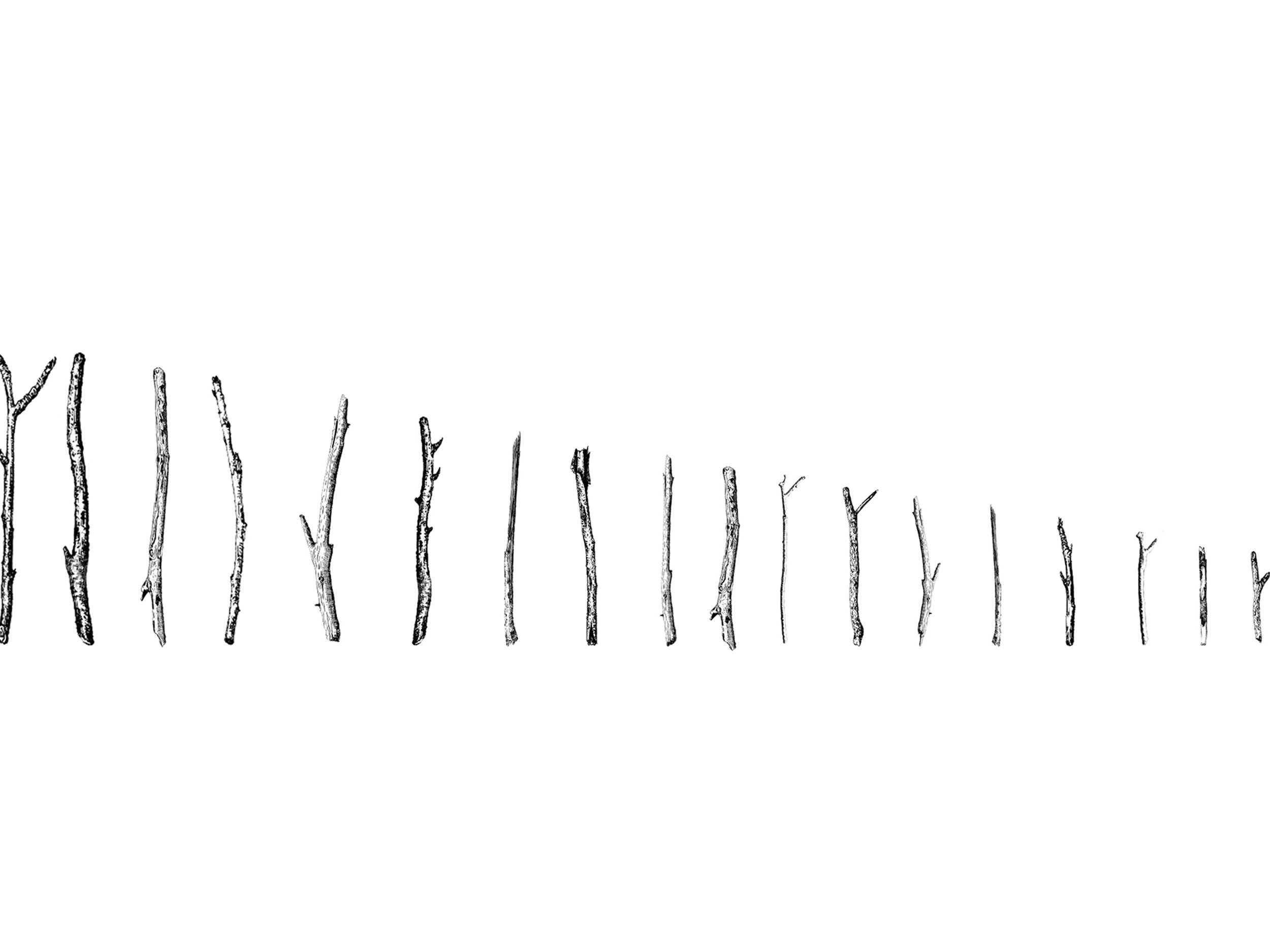 BRANCHES.jpg