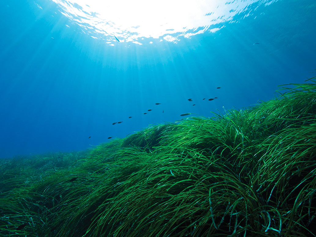 SEAGRASS BEDS