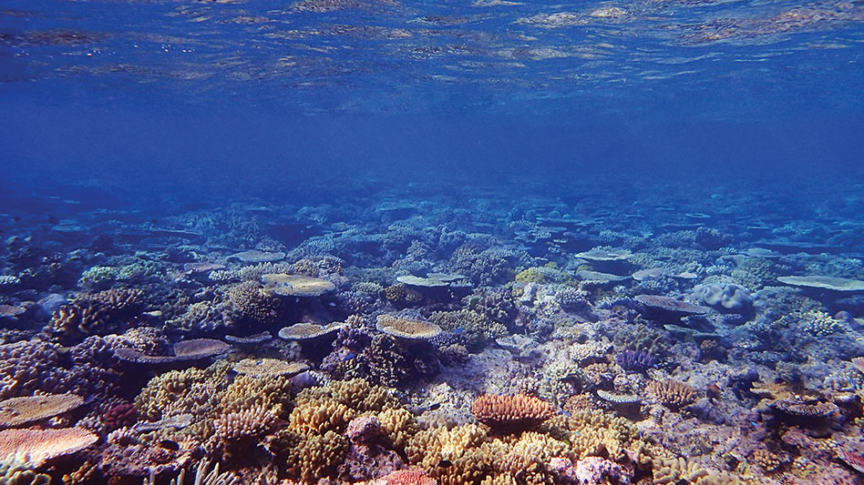 CORAL REEFS