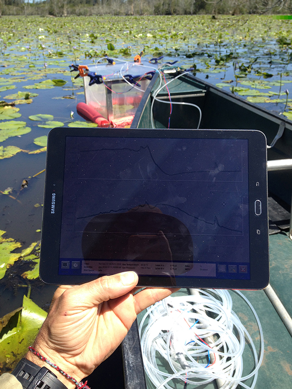 Assessing chamber incubation data in situ, showing the flux rates of methane and CO2 from the vegetated lily areas of the lake