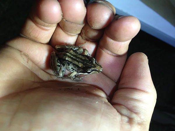  Assessing the native wildlife