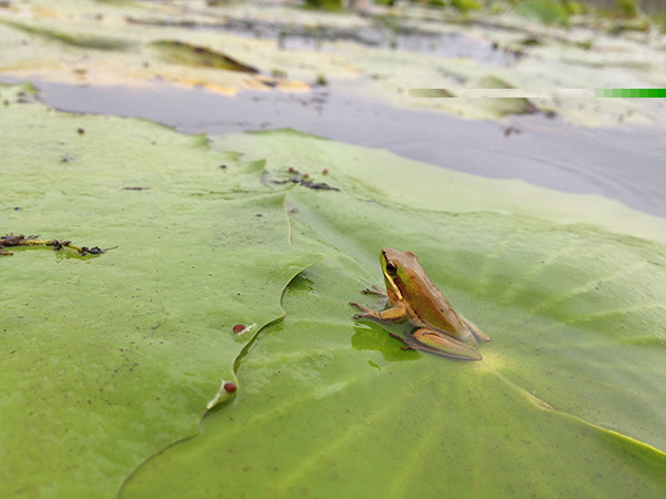  Native frog