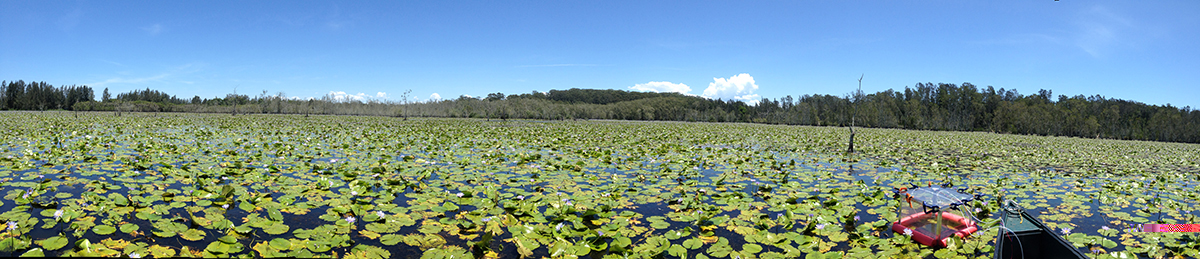 Extensive lily coverage of the site.