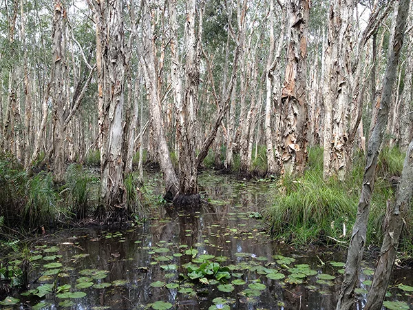  Melaluca forest fringing the western side of the wetland