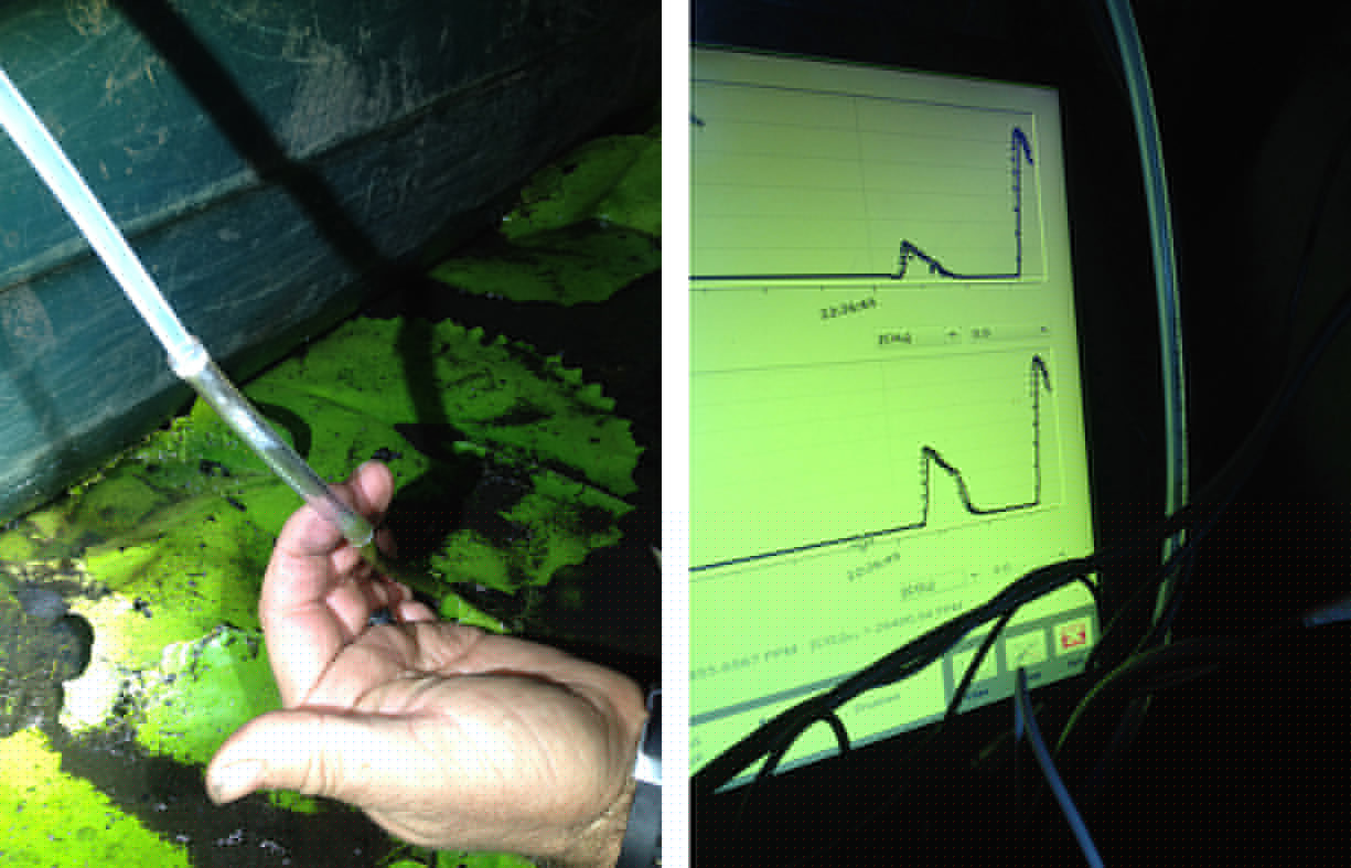  Novel techniques (wack a tube straight over the plant aerenchyma!) to measure the plant mediated methane flux