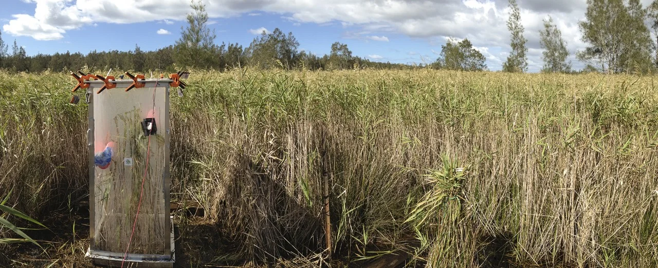 Time series B chamber set amongst the tall phragmites.