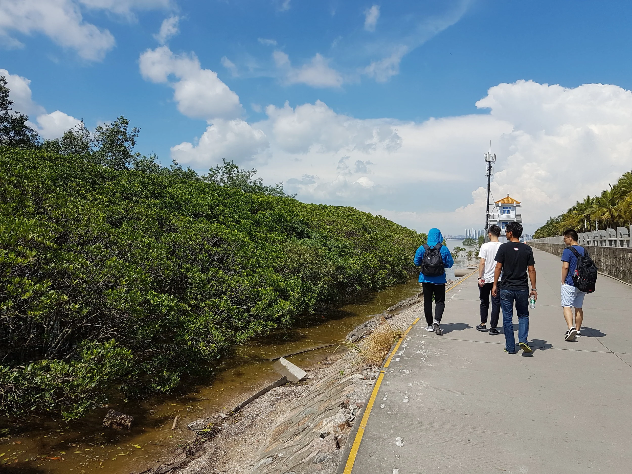 The coastal squeeze is a global problem for mangroves, with artificial structures such as this walkway preventing landward migration with rising sea level
