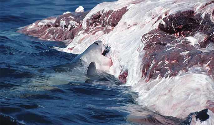 The whale carcass debate February 27, 2019 https://www.australiangeographic.com.au/shark-blog/2019/02/the-whale-carcass-debate/