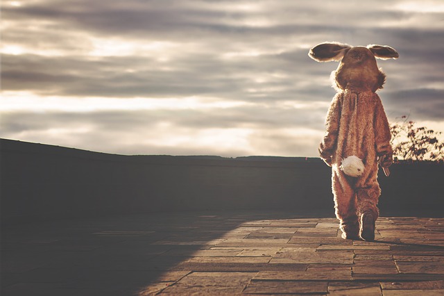 rabbit-542554_640.jpeg
