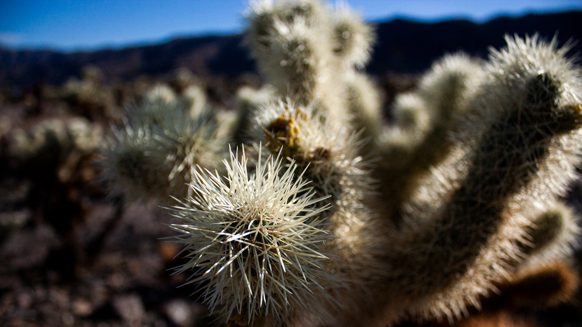 cactus2-feb2020.jpg