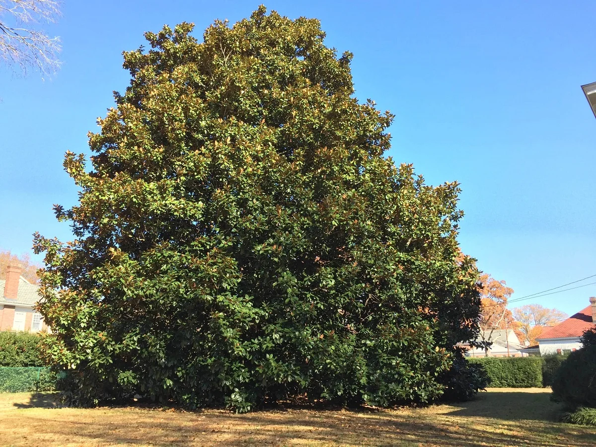 And big old houses have big old magnolia trees.