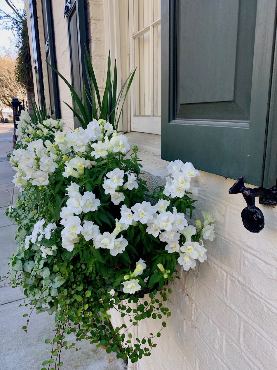 charleton-weekend-window-boxes.jpeg