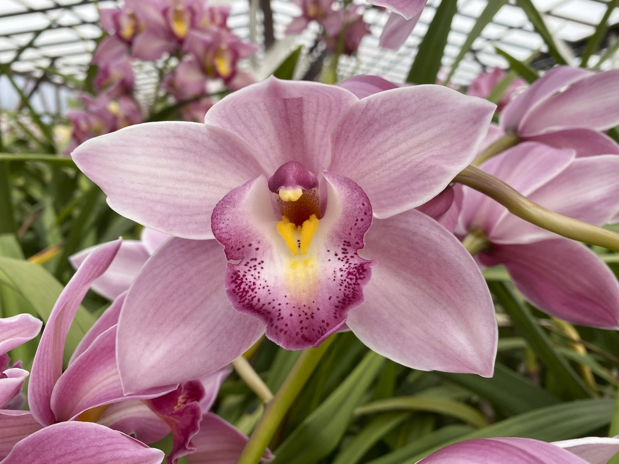 Big pink     