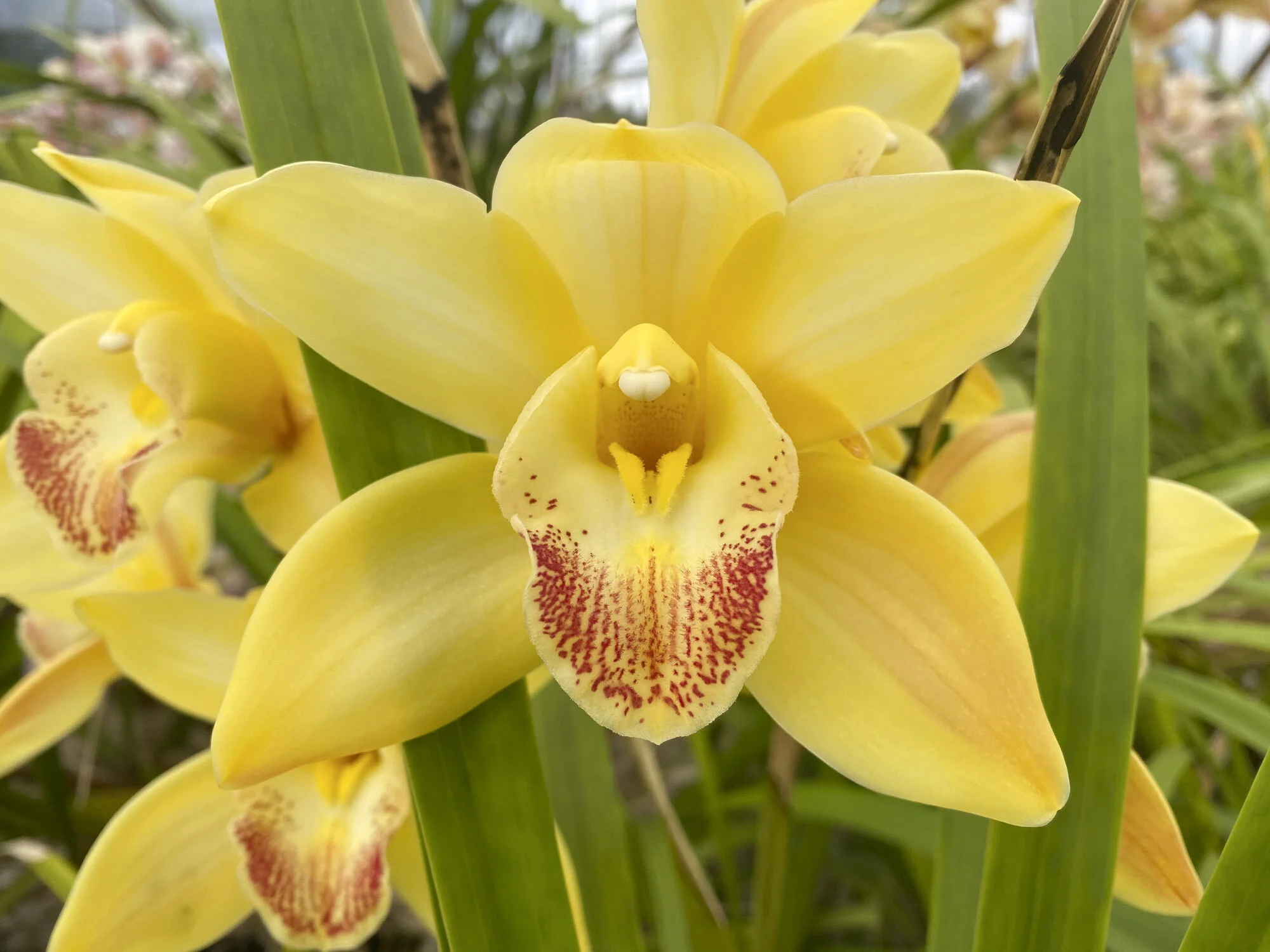  Butter yellow     