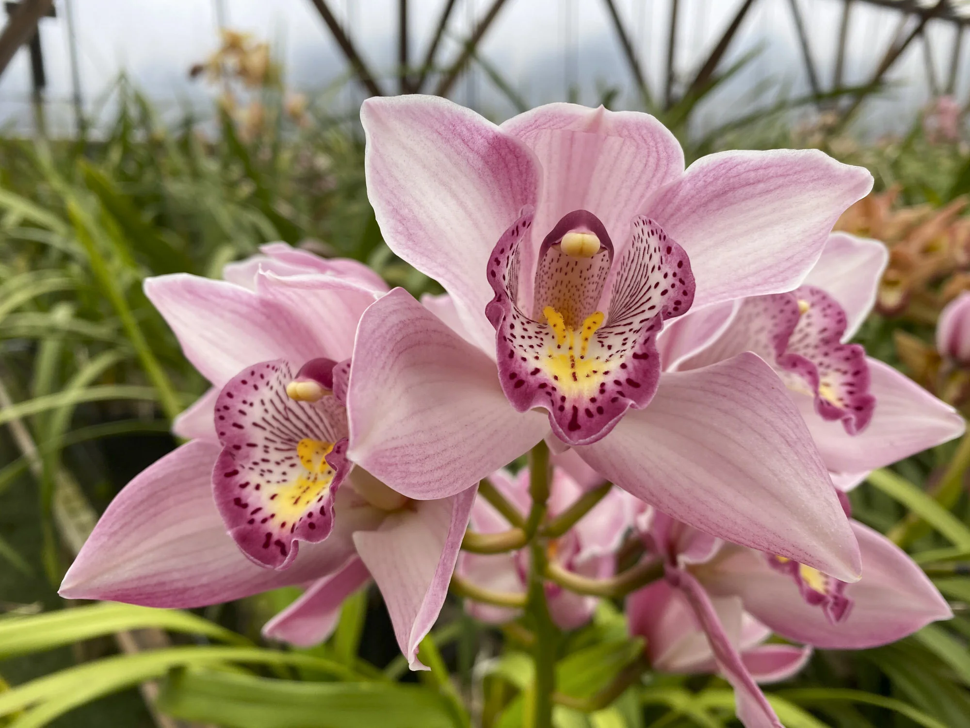  Cupped pink     