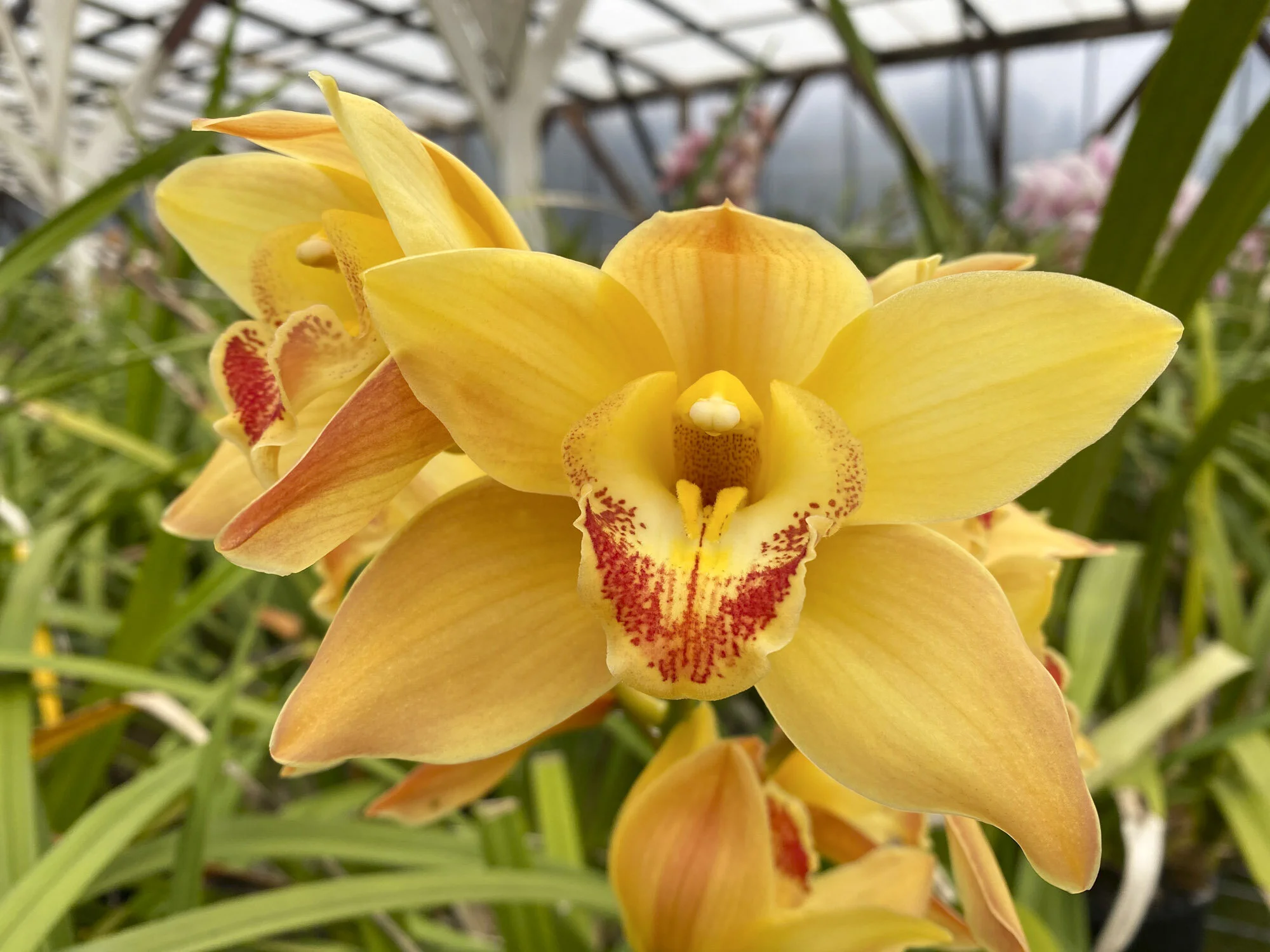  Good yellow     