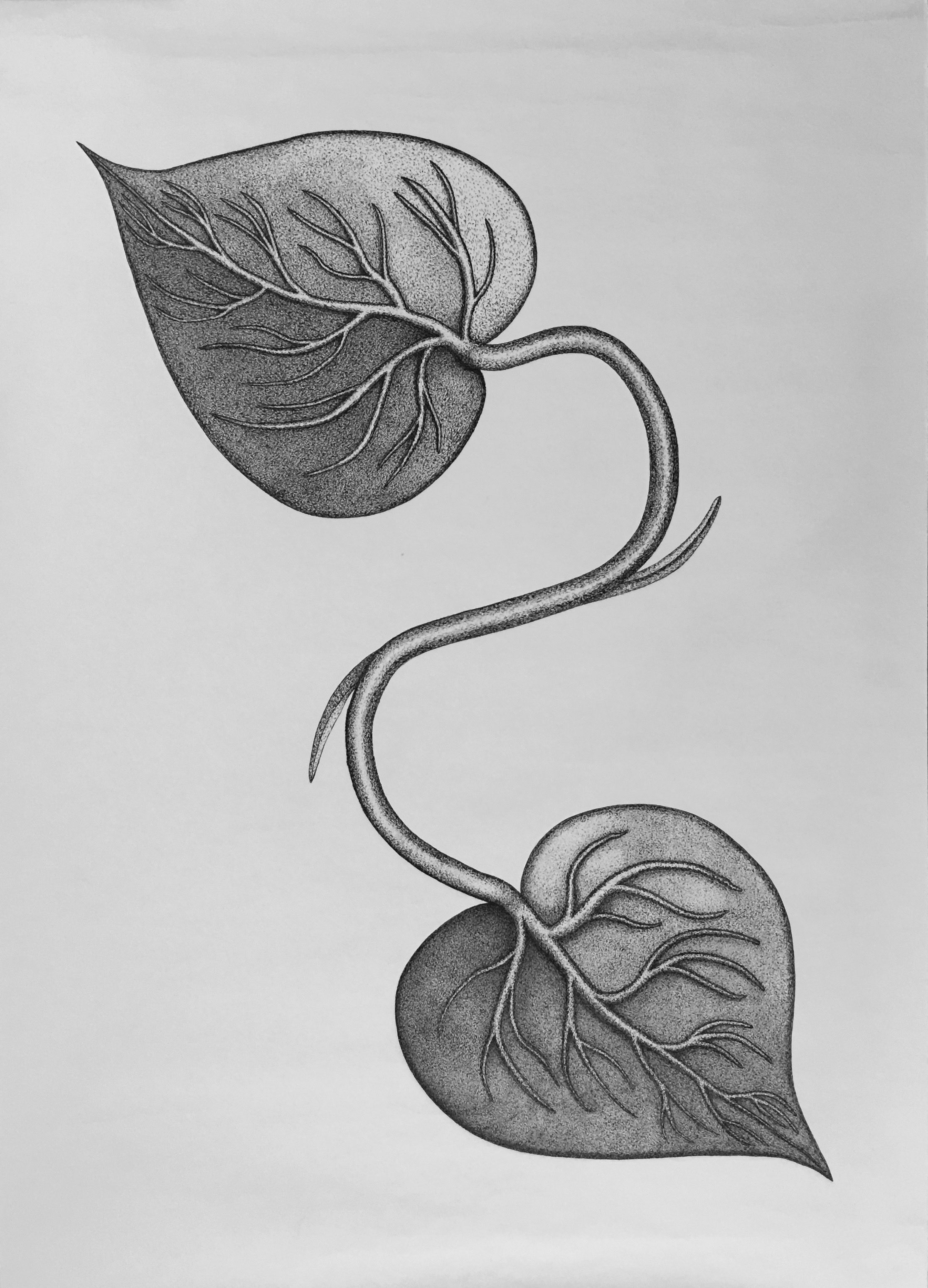   Untitled (Ivy)   60 X 42in, &nbsp;Ink on paper 