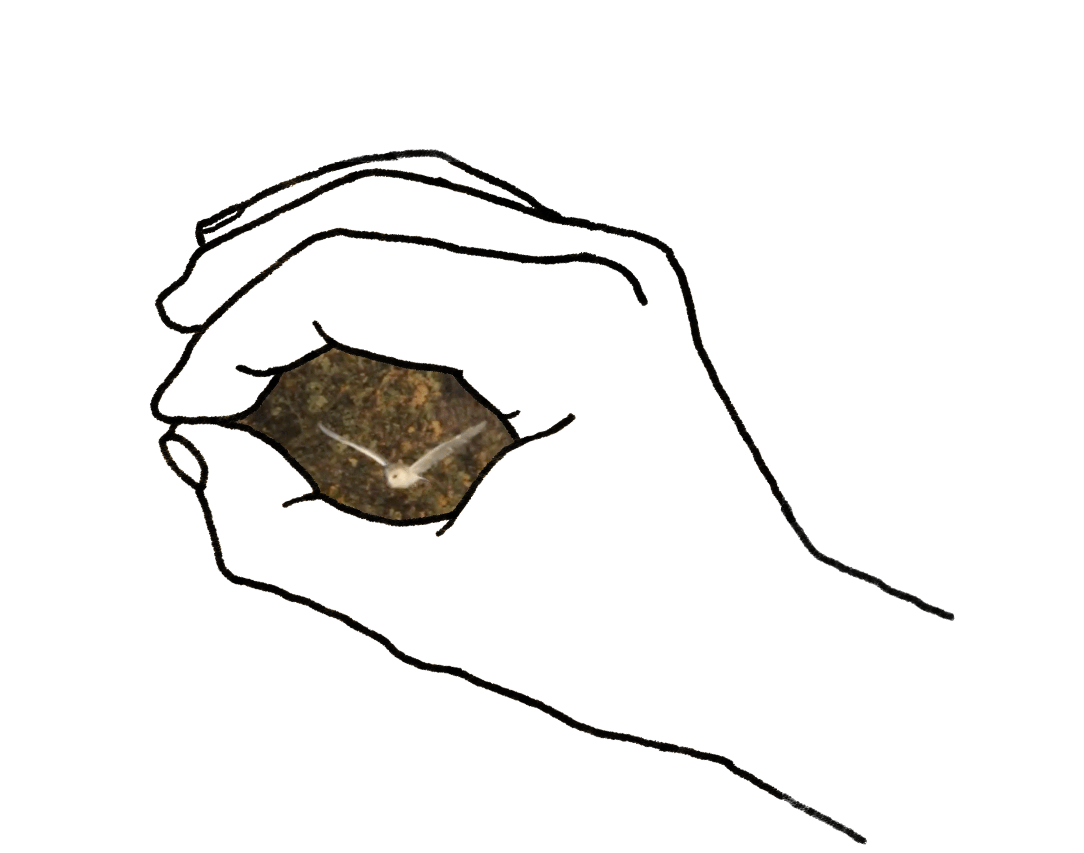 owl-hand.gif
