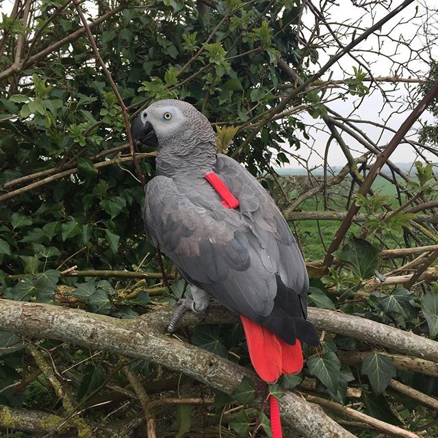 Darwin loving his walk in the country.. #parrotsofinstagram #parrots #parrotlove #featheredfriends #parrotsocietyuk